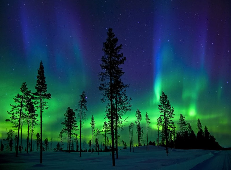 جنگلهای فنلاند