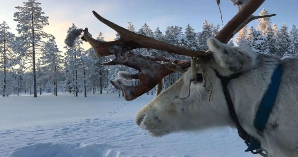 پارک گوزن شمالی سالا